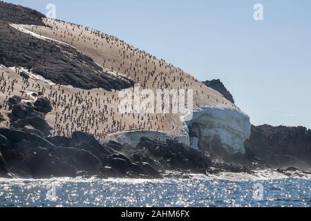 Adele enorme colonia di pinguini in pericolo le isole, l'antartide Foto Stock