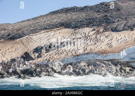 Adele enorme colonia di pinguini in pericolo le isole, l'antartide Foto Stock