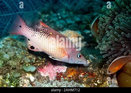 Diana's Hogfish, noto anche come Diana's Pigfish, Bodianus Diana. Tulamben, Bali, Indonesia. Mare di Bali, Oceano Indiano Foto Stock