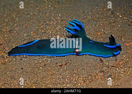 Nudibranch, Tambja morosa con l'imperatore gamberetti, Zenopontonia rex. Precedentemente noto come Periclimenes imperator. Tulamben, Bali, Indonesia. Mare di Bali, Foto Stock