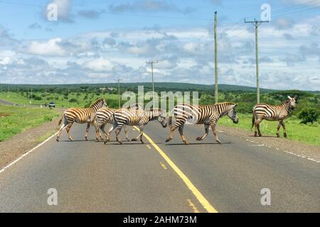 Una mandria di pianura zebra (Equus quagga) attraversando una strada asfaltata, Kenya, Africa orientale Foto Stock