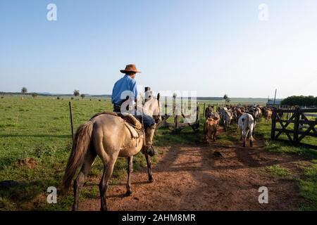 I cowboys lavorando su un ranch in Santiago, Paraguay Foto Stock