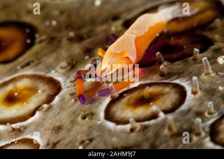 L'imperatore di gamberi o Partner imperiale gamberetti (Periclemenes Imperator) Foto Stock