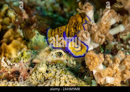 Flatworm, Pseudoceros gravieri, sono un phylum di relativamente semplice bilaterian, non segmentata, soft-invertebrati corposo Foto Stock