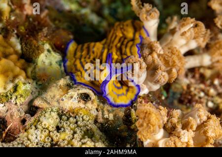 Flatworm, Pseudoceros gravieri, sono un phylum di relativamente semplice bilaterian, non segmentata, soft-invertebrati corposo Foto Stock