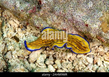 Flatworm, Pseudoceros gravieri, sono un phylum di relativamente semplice bilaterian, non segmentata, soft-invertebrati corposo Foto Stock