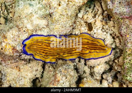 Flatworm, Pseudoceros gravieri, sono un phylum di relativamente semplice bilaterian, non segmentata, soft-invertebrati corposo Foto Stock