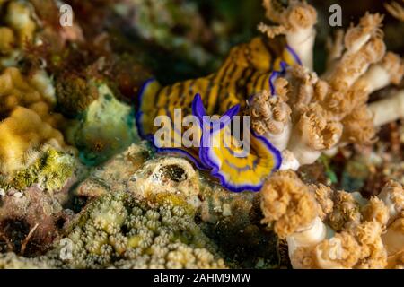 Flatworm, Pseudoceros gravieri, sono un phylum di relativamente semplice bilaterian, non segmentata, soft-invertebrati corposo Foto Stock