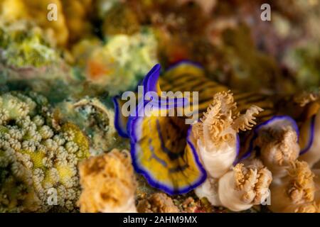 Flatworm, Pseudoceros gravieri, sono un phylum di relativamente semplice bilaterian, non segmentata, soft-invertebrati corposo Foto Stock