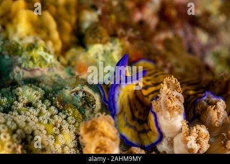 Flatworm, Pseudoceros gravieri, sono un phylum di relativamente semplice bilaterian, non segmentata, soft-invertebrati corposo Foto Stock