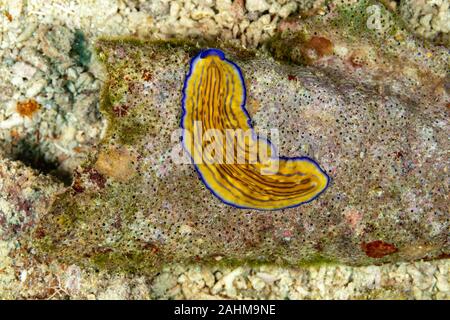 Flatworm, Pseudoceros gravieri, sono un phylum di relativamente semplice bilaterian, non segmentata, soft-invertebrati corposo Foto Stock