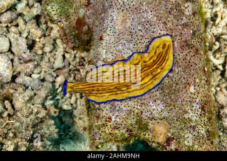 Flatworm, Pseudoceros gravieri, sono un phylum di relativamente semplice bilaterian, non segmentata, soft-invertebrati corposo Foto Stock