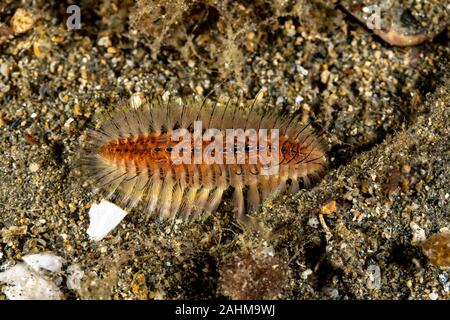 Fire Worm, Chloeia flava, Romblon, Filippine Foto Stock