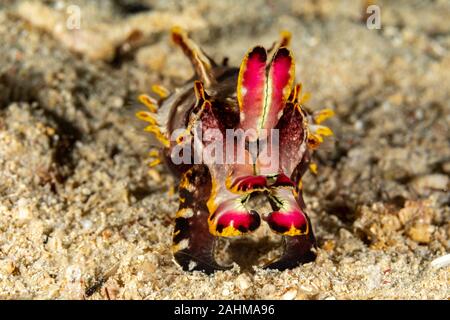 Flamboyant seppie, Metasepia pfefferi, è una specie di seppie che si verificano in tropicale Indo-pacifico acque fuori dell Australia settentrionale, meridionale nuovo G Foto Stock