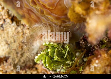 Pericoloso animale marino Fireworm (Chloeia parva), causa un forte prurito quando viene toccato, Filippine, Sud-est asiatico Foto Stock