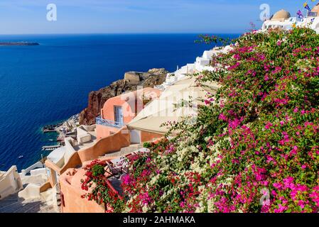 Colorati fiori di Bouganville con edifici tradizionali in Oia - Santorini, Grecia Foto Stock