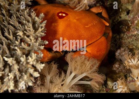 Una specie di granchio che vive nell'Indo-Pacifico, dalle Hawaii verso il Mar Rosso e il Sud Africa, Carpilius convexus Foto Stock