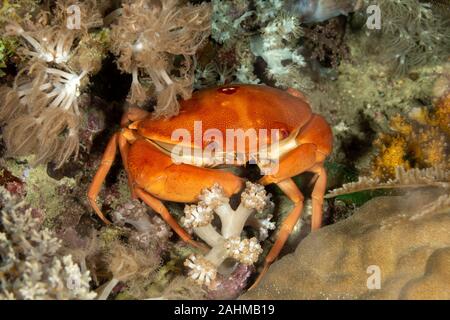 Una specie di granchio che vive nell'Indo-Pacifico, dalle Hawaii verso il Mar Rosso e il Sud Africa, Carpilius convexus Foto Stock