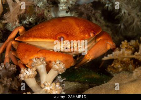 Una specie di granchio che vive nell'Indo-Pacifico, dalle Hawaii verso il Mar Rosso e il Sud Africa, Carpilius convexus Foto Stock