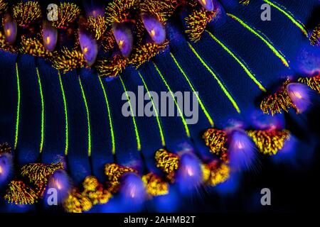 Il barbuto fireworm fluorescenza, Hermodice carunculata è un tipo di marine bristleworm appartenenti alla famiglia Amphinomidae nativo del tropical Foto Stock