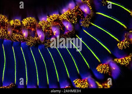 Il barbuto fireworm fluorescenza, Hermodice carunculata è un tipo di marine bristleworm appartenenti alla famiglia Amphinomidae nativo del tropical Foto Stock