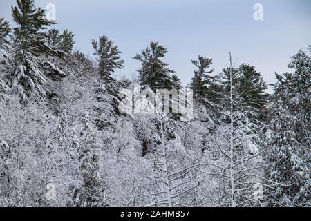 Alberi, compresi alberi sempreverdi e a foglia caduca, alberi di una foresta mista sono coperti di neve dopo una recente nevicata. Foto Stock