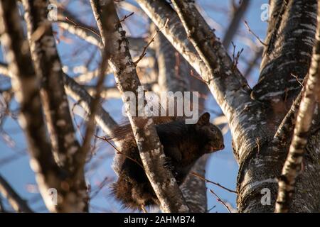 Un colorato di nero grigio orientale scoiattolo (Sciurus carolinensis) è arroccato su un ramo di un albero e visto da sotto. Foto Stock