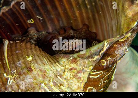 Polpo (Octopus vulgaris) nasconde in una shell da un gigantesco tun (Tonna galea) Foto Stock