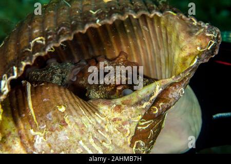 Polpo (Octopus vulgaris) nasconde in una shell da un gigantesco tun (Tonna galea) Foto Stock