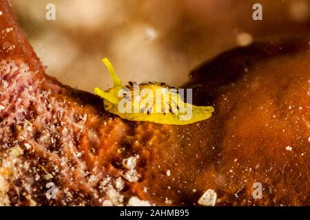 Ombrello giallo slug, giallo tylodina, è una specie di lumaca di mare Tylodina perversa Foto Stock