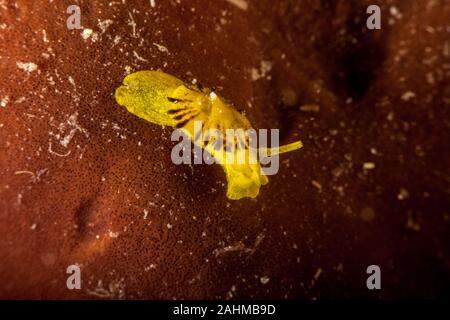 Ombrello giallo slug, giallo tylodina, è una specie di lumaca di mare Tylodina perversa Foto Stock