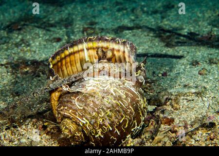 Polpo (Octopus vulgaris) nasconde in una shell da un gigantesco tun (Tonna galea) Foto Stock