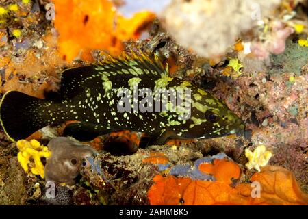 Dusky cernie, la roccia yellowbelly cod o yellowbelly cernia Epinephelus marginatus Foto Stock