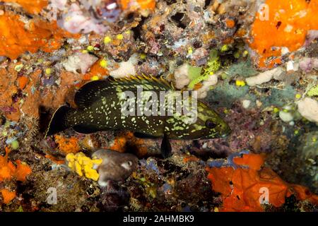 Dusky cernie, la roccia yellowbelly cod o yellowbelly cernia Epinephelus marginatus Foto Stock