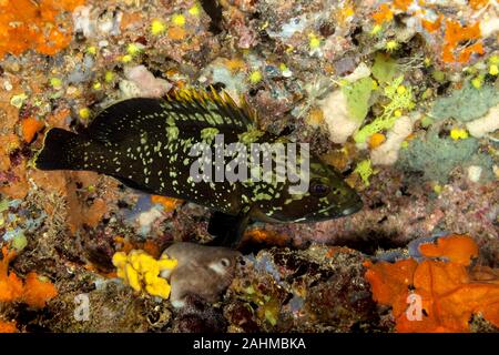 Dusky cernie, la roccia yellowbelly cod o yellowbelly cernia Epinephelus marginatus Foto Stock