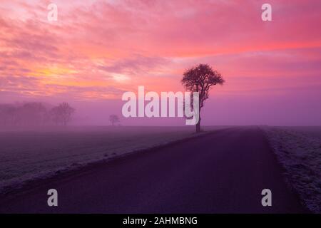 Albero solitario sulla strada vuota nella nebbia. Repubblica ceca. Foto Stock