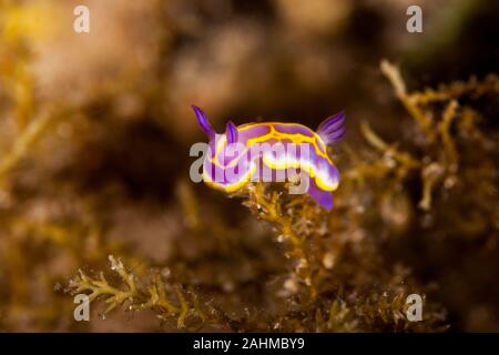 Nudibranch sul mare di erba, Felimida britoi, Chromodoris britoi Foto Stock