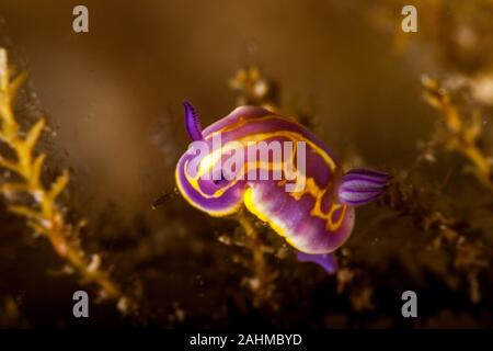 Nudibranch sul mare di erba, Felimida britoi, Chromodoris britoi Foto Stock