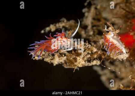 Nudibranch tricolore, Cratena peregrina Foto Stock