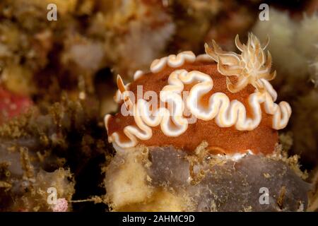 Glossodoris rufomarginata, comunemente chiamato bianco-margine di lumache di mare o di caramello nudibranch Foto Stock