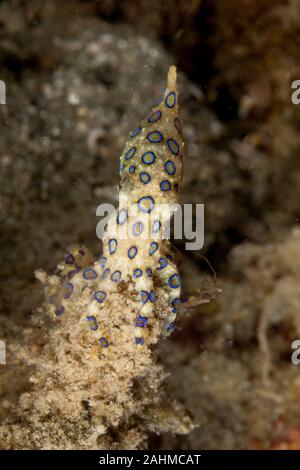 Maggiore Blueringed Octopus Hapalochlaena lunulata Foto Stock