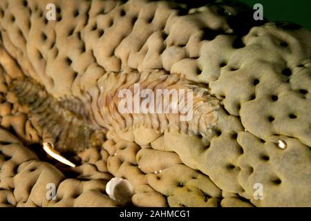 Cetriolo marittimo worm di scala, Gastrolepidia clavigera, strisciando sul suo host Foto Stock