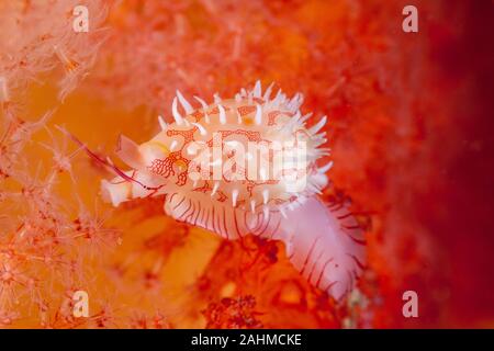 Diminovula culmen è una specie di lumaca di mare, un mare di mollusco gasteropode della famiglia Ovulidae, il ovulids, cowry alleati o false cowries Foto Stock