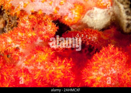 The Spotted hawkfish, Cirrhitichthys aprinus Foto Stock