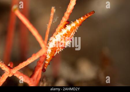 Phenacovolva rosea, noto anche come il mandrino Rosy cowry Foto Stock