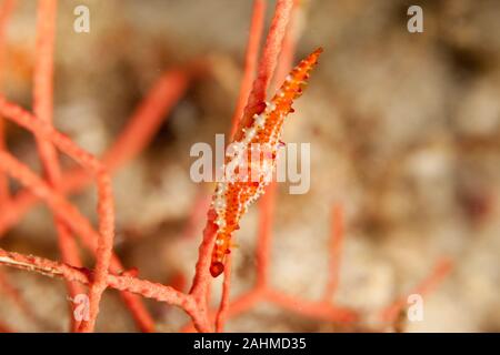 Phenacovolva rosea, noto anche come il mandrino Rosy cowry Foto Stock