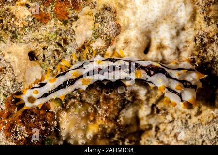 Il novellame di cetrioli di mare sono echinodermi dalla classe Holothuroidea Foto Stock