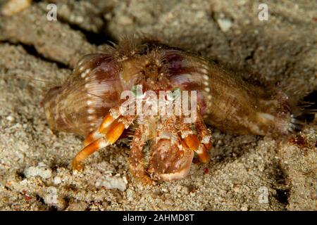 Dardano tinctor, l'anemone granchio eremita, è una specie di eremita marino granchio nella famiglia Diogenidae Foto Stock