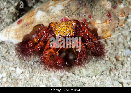 Dardano calidus è una specie di granchio eremita dall'Atlantico orientale (Portogallo in Senegal) e Mare Mediterraneo Foto Stock