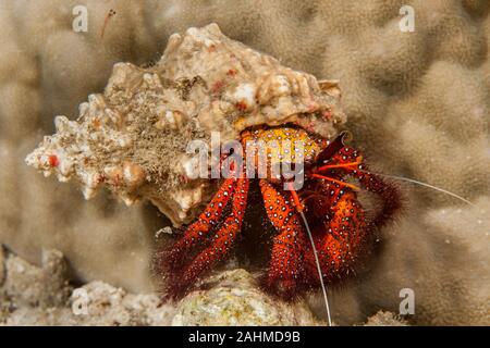 Dardano calidus è una specie di granchio eremita dall'Atlantico orientale (Portogallo in Senegal) e Mare Mediterraneo Foto Stock